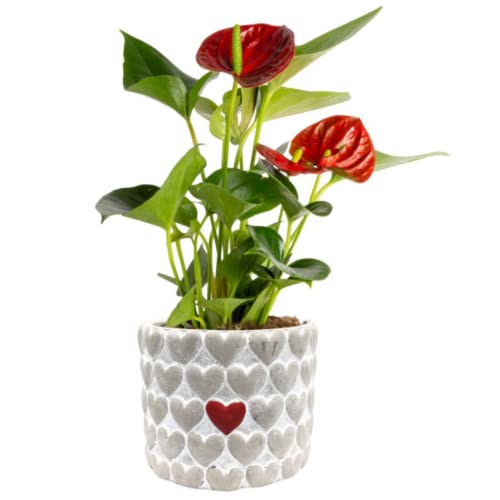0022532712022 - COSTA FARMS ANTHURIUM, LIVE PLANT, HEART-SHAPED FLOWER, INDOOR HOUSE PLANT IN PREMIUM MODERN LOVE STONE PLANTER, MOTHERS DAY GIFT, UNIQUE HOME DECOR, ROOM DECOR, 12-INCHES TALL