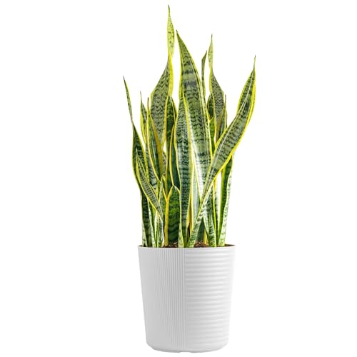0022532712091 - COSTA FARMS PREMIUM LIVE INDOOR SNAKE SANSEVIERIA FLOOR PLANT SHIPPED IN DÉCOR PLANTER, 2 TO 3-FEET TALL, GROWER’S CHOICE