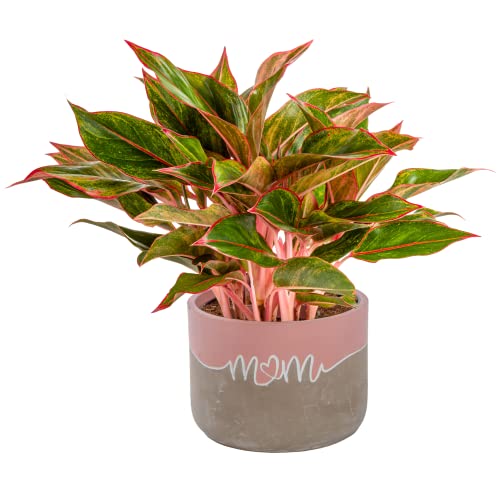 0022532713111 - COSTA FARMS CHINESE EVERGREEN, LIVE INDOOR PLANT IN PREMIUM MOM CEMENT PLANTER, LIVE HOUSEPLANT GARDENING GIFT, GREAT MOTHERS DAY GIFT, ROOM OR DESK DÉCOR, 14-INCHES TALL