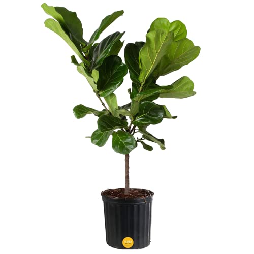 0022532713579 - COSTA FARMS FIDDLE LEAF FIG TREE, LIVE INDOOR FLOOR PLANT IN GROWER POT, CLEAN AIR PURIFYING HOUSEPLANT IN POTTING SOIL, BOHO DECOR, LIVING ROOM DECOR, HOUSEWARMING NEW HOME GIFT, 3-4 FEET TALL