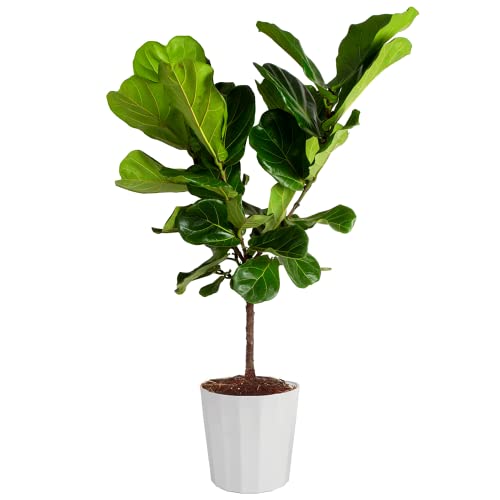 0022532713623 - COSTA FARMS FIDDLE LEAF FIG TREE, FICUS LYRATA, LIVE INDOOR PLANT POTTED IN MODERN DECOR PLANTER POT, POTTING SOIL, FLOOR HOUSEPLANT GIFT FOR HOUSEWARMING, BIRTHDAY, TROPICAL HOME DECOR, 3-4 FEET TALL