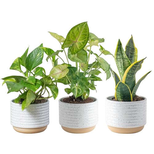0022532713814 - COSTA FARMS CLEAN AIR 3-PACK O2 FOR YOU LIVE HOUSE PLANT COLLECTION, WHITE DECOR PLANTER