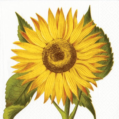 0025096682817 - ENTERTAINING WITH CASPARI SUNFLOWER PAPER LUNCHEON NAPKINS, PACK OF 20