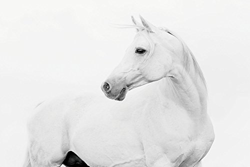 0028201608023 - EMPIRE ART DIRECT BLANCO STALLION HORSE FRAMELESS FREE FLOATING TEMPERED GLASS PANEL GRAPHIC WALL ART