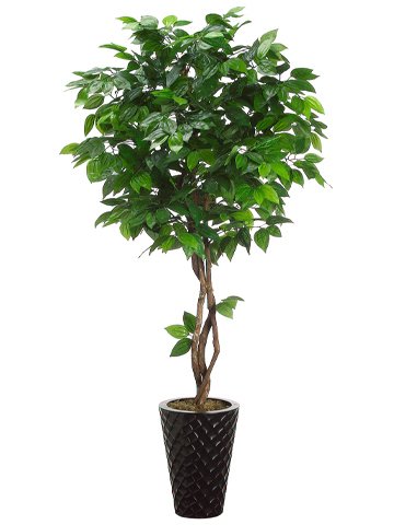0033849022865 - 6.5' TROPICAL LAUREL TREE IN METAL CONTAINER GREEN