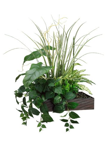 0033849213324 - 29HX20WX25L AGLAONEMA/PHILODENDRON/TEA LEAF IN BAMBOO TRAY GREEN