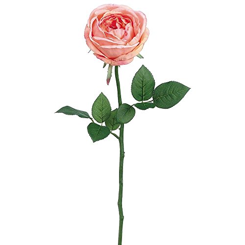 0033849221800 - GARDEN CABBAGE ROSE STEM IN CORAL - 23 TALL