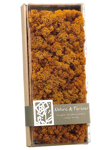 0033849439168 - 4.1HX7WX17L ASSORTED PRESERVED REINDEER MOSS IN BOX BRICK (PACK OF 4)