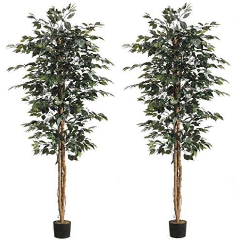 0033849571554 - 6' FICUS TREE W/1008 LEAVES IN POT GREEN (PACK OF 2)