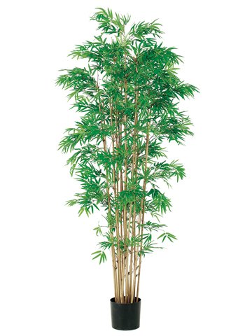 0033849678086 - 6' JAPANESE BAMBOO TREE X15 W/3360 LVS. IN POT TWO TONE GREEN (PACK OF 2)