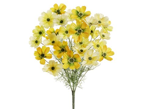 0033849685916 - 22 COSMOS BUSH X5 TWO TONE YELLOW (PACK OF 6)