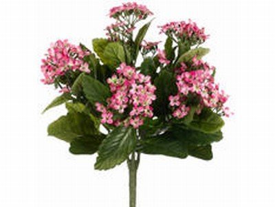 0033849973792 - 13.5 KALANCHOE BUSH X5 W/150 FLW. TWO TONE PINK (PACK OF 6)