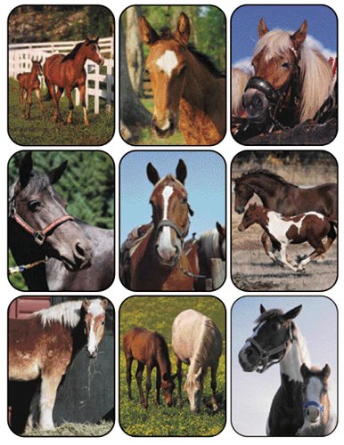 0433599176175 - EUREKA HORSES REAL PHOTOS STICKERS
