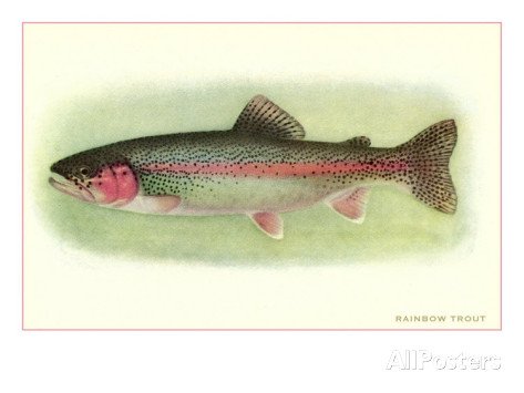 4431092240771 - 20X30 INCH DECORATIVE POSTER RAINBOW TROUT PRINT
