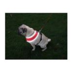 0045663691455 - NITE REFLECTIVE DOG HARNESS SIZE XSMALL RED