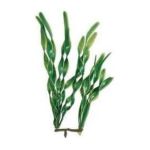 0046798191544 - JUNGLE VAL AQUARIUM PLANT GREEN 18 IN