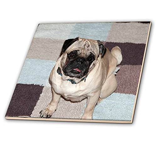 0473049474079 - JOS FAUXTOGRAPHEE REALISTIC - AN UGLY ADORABLE PET PUG DOG SITTING ON BLUE AND BROWN RUG WITH SQUARES - 8 INCH GLASS TILE (CT_49474_7)