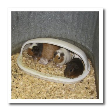 0475021057027 - JACKIE POPP NATURE N WILDLIFE ANIMALS - HAMSTERS - 6X6 IRON ON HEAT TRANSFER FOR WHITE MATERIAL (HT_21057_2)