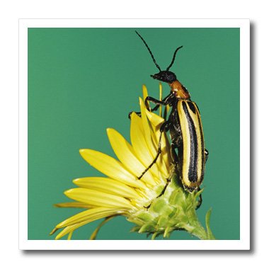 0475084427010 - DANITA DELIMONT - INSECTS - BLISTER BEETLE INSECT ON GOLDEN ASTER, TEXAS - NA02 RNU0408 - ROLF NUSSBAUMER - 8X8 IRON ON HEAT TRANSFER FOR WHITE MATERIAL (HT_84427_1)