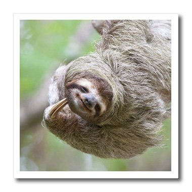 0475087171019 - 3DROSE HT_87171_1 BROWN-THROATED SLOTH WILDLIFE, CORCOVADO COSTA RICA-JIM GOLDSTEIN, IRON ON HEAT TRANSFER FOR WHITE MATERIAL, 8 BY 8-INCH