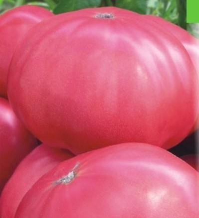 4820069486029 - TOMATO VEGETABLE SEEDS PINK GIANT