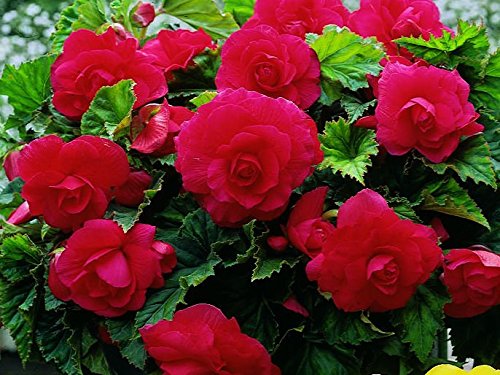 4823069860226 - FLOWER SEEDS.BEGONIA TERRY RED. PERENNIAL