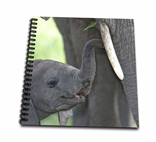 0498083690025 - 3DROSE DB_83690_2 AFRICAN ELEPHANT BABY WITH MOTHER NA02 BJA0018 JAYNES GALLERY MEMORY BOOK, 12 BY 12-INCH