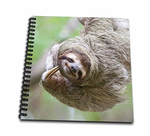 0498087171018 - 3DROSE DB_87171_1 BROWN-THROATED SLOTH WILDLIFE, CORCOVADO COSTA RICA - SA22 JGS0017 - JIM GOLDSTEIN - DRAWING BOOK, 8 BY 8-INCH