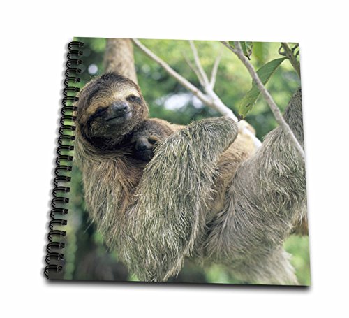 0498087218010 - 3DROSE DB_87218_1 THREE-TOED SLOTH WILDLIFE, CORCOVADO NP, COSTA RICA SA22 KSC0137 KEVIN SCHAFER DRAWING BOOK, 8 BY 8-INCH