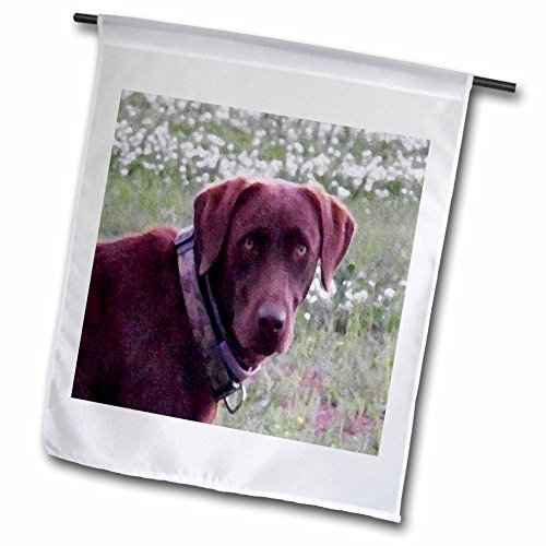 0499014200016 - 3DROSE FL_14200_1 CHOCOLATE LAB OIL PAINTING GARDEN FLAG, 12 BY 18-INCH