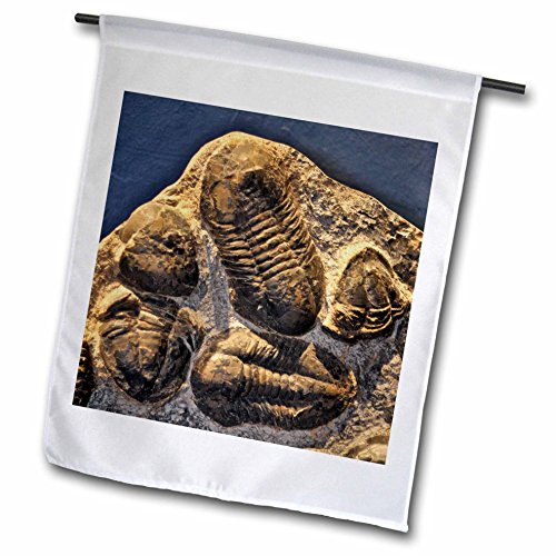 0499016702013 - 3DROSE FL_16702_1 PHACOPID TRILOBITES FROM THE DEVONIAN IN MOROCCO GARDEN FLAG, 12 BY 18-INCH