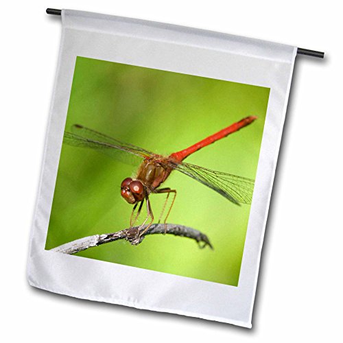 0499091443023 - DANITA DELIMONT - INSECTS - DRAGONFLY, INSECT, KAB-ASH TRAIL, VOYAGEURS NP, MN - US24 RKL0034 - RAYMOND KLASS - 18 X 27 INCH GARDEN FLAG (FL_91443_2)