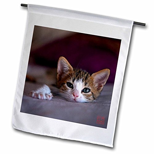 0499107907020 - NANO CALVO PETS - COMICAL AND FUNNY IMAGE OF CAT PLAYING AND INTERACTING WITH BROWN DOG ON BED - 18 X 27 INCH GARDEN FLAG (FL_107907_2)