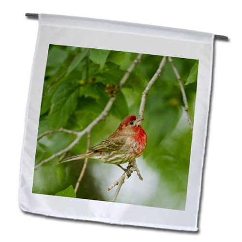 0499147047014 - DANITA DELIMONT - BIRDS - HOUSE FINCH MALE BIRD IN HACKBERRY TREE, TEXAS, USA - US44 LDI0948 - LARRY DITTO - 12 X 18 INCH GARDEN FLAG (FL_147047_1)