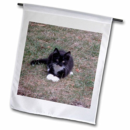 0499167436027 - BEVERLY TURNER CAT PHOTOGRAPHY - BLACK AND WHITE KITTEN SITTING IN THE GRASS WITH PAWS TOGETHER - 18 X 27 INCH GARDEN FLAG (FL_167436_2)