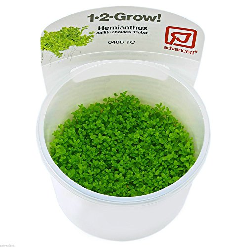 5425622449481 - HEMIANTHUS CALLITRICHOIDES - TISSUE CULTURE DWARF BABY TEARS FRESHWATER PLANTS