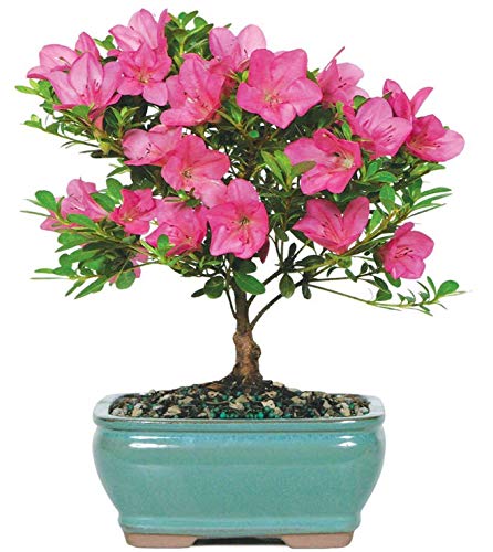 5662252313052 - BRUSSELS LIVE SATSUKI AZALEA OUTDOOR BONSAI TREE - 5 YEARS OLD; 6 TO 8 TALL WITH DECORATIVE CONTAINER