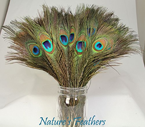 6000001170539 - 100 PCS HIGH QUALITY REAL NATURAL WHOLESALE PEACOCK FEATHERS, 10 TO 12