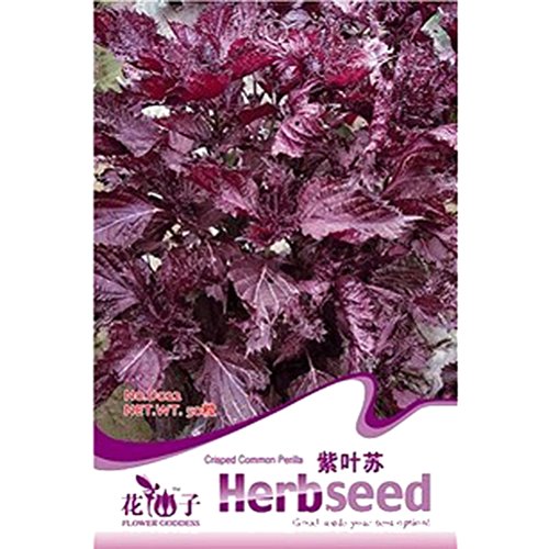 0601404810327 - GENERIC 1 BAG 50 SEED PURPLE PERILLA RED SHISO FRUTESCENS GARDEN PLANT SEEDS