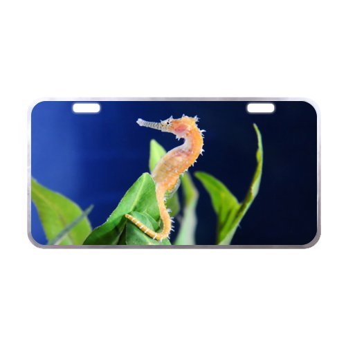 6031621471102 - 11.8 X 6.1 HIGH QUALITY CAR TAG WITH BEAUTIFUL SEAHORSE UNDERWATER ANIMAL DEEP SEA OCEAN HORSE IMAGE METAL LICENSE PLATE FOR CAR£¨SILVER TRIM£©