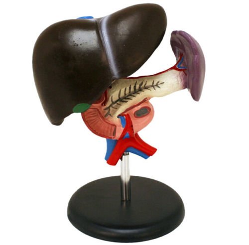 0606719490097 - ZGOOD 5 TIMES LIFE SIZE LIVER MODEL 3 PARTS OFFICE DECORATION TEACHING MODEL