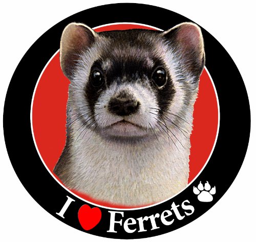 0608938521712 - I LOVE FERRETS CAR MAGNET WITH REALISTIC LOOKING FERRET PHOTOGRAPH IN THE CENTER COVERED IN HIGH QUALITY UV GLOSS FOR WEATHER AND FADING PROTECTION CIRCLE SHAPED MAGNET MEASURES 5.25 INCHES DIAMETER