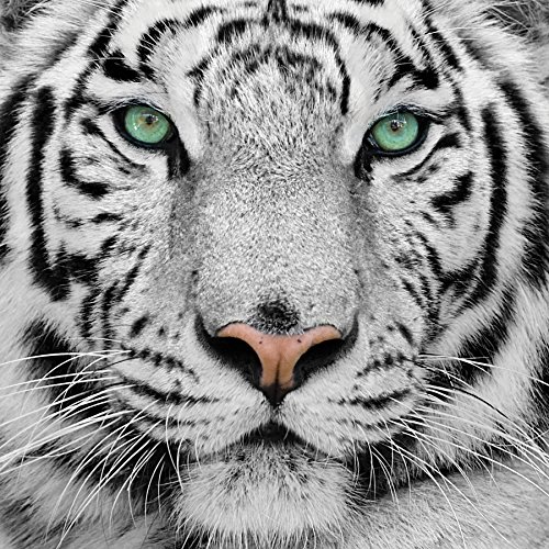 0609140282019 - EMPIRE ART DIRECT EYE OF THE TIGER FRAMELESS FREE FLOATING TEMPERED GLASS PANEL GRAPHIC WALL ART