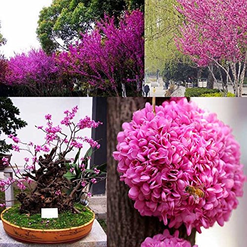 6153282330823 - 30PCS CHINESE REDBUD SEEDS GARDEN CERCIS CHINENSIS PERENNIAL POTTED PLANT // 30PCS REDBUD CHINO SIEMBRA EL JARDÍN CERCIS CHINENSIS PLANTA EN CONSERVA PERENNE