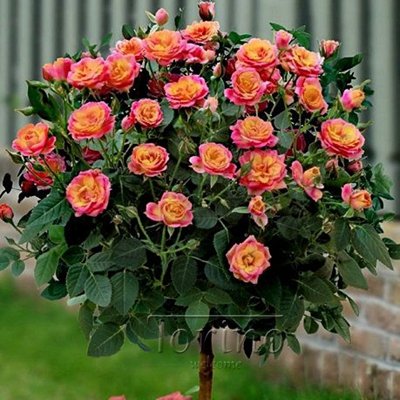 6208542585731 - 50 PURPLE CHINESE ROSE TREE BONSAI SEED RED ROSE TREE ORANGE ROSE TREE BEAUTIFUL YARD FLOWER EASY TO GROW PRETTY FREE SHIPPING