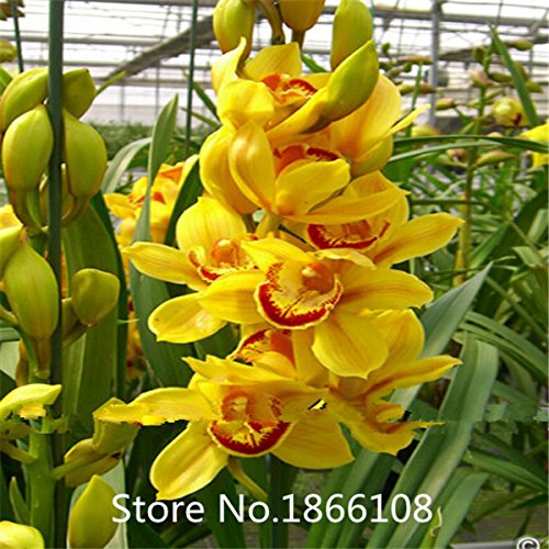 6208542585779 - HOME & GARDEN ON SALE !!!! 100PCS PHALAENOPSIS ORCHID SEEDS ORCHID SEEDS BEAUTIFUL FLOWER