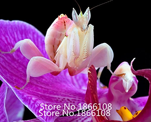6208542585809 - HOME & GARDEN ON SALE !!!! 100PCS PHALAENOPSIS ORCHID SEEDS ORCHID SEEDS BEAUTIFUL FLOWER