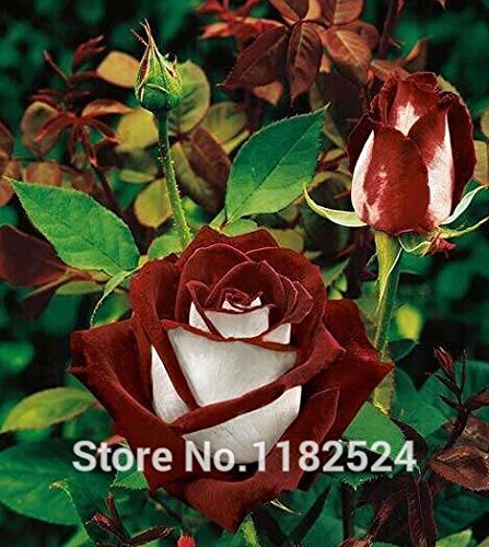 6208542587964 - 100PCS FREE SHIPPING RARE OSIRIA ROSE SEEDS,CHINESE ROSE FLOWER SEEDS.LOVER BIRTHDAY GIFT.ROSA SEMILLAS DE FLORES