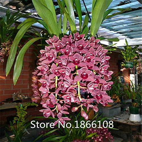 6208542594597 - HOME & GARDEN BEAUTIFUL MONKEY FACE ORCHIDS SEEDS, MULTIPLE VARIETIES BONSAI PLANTS ORCHID SEEDS, VARIETIES LIMITED SALES -100 P