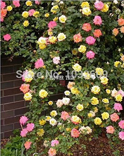 6208542597659 - MIX COLORS 100PCS ROSE SEEDS SEMENTES DE ROSA RAINBOW ROSE CLIMBING ROSE PLANT FLOWER SEEDS FOR HOME GARDEN PLANTAS